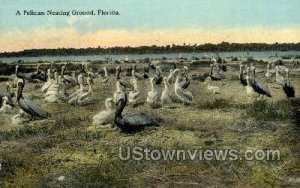Pelican Nesting Ground - Misc, Florida FL