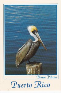 Puerto Brown Pelican