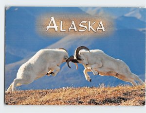 Postcard Two Dall Sheep Rams Battle For Dominance, Alaska