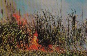 Florida Clewiston Burning Sugar Cane United States Sugar Corporation 1967