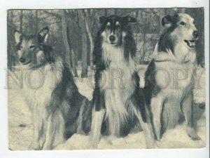 463722 USSR 1969 year Dog scottish collie postcard