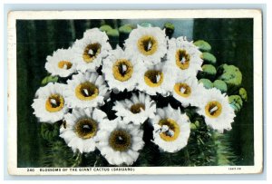 1931 Blossoms of the Giant Cactus (Sahuaro) Tuczon Arizona Vintage Postcard