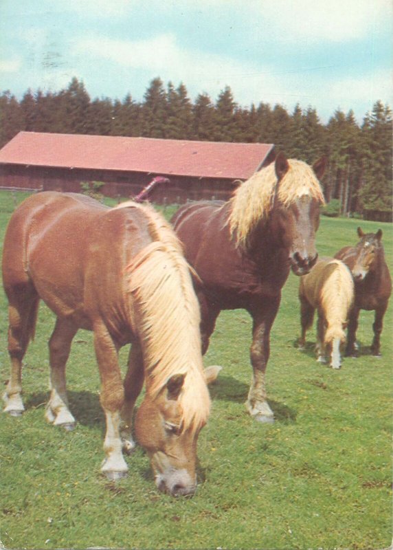 Animal Postcard horses photo