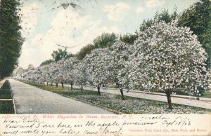 Oxford Street - Rochester NY New York - White Magnolias in Bloom - pm 1906 - UDB