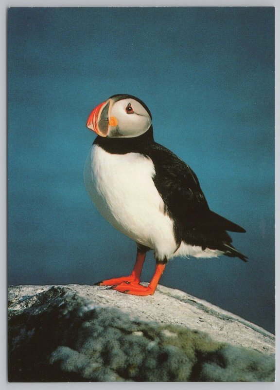 Animal~Puffin On Eastern Egg Rock~Continental Postcard 742258010003