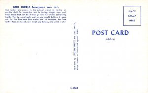 Fish/Sea Mammals Box Turtle Unused