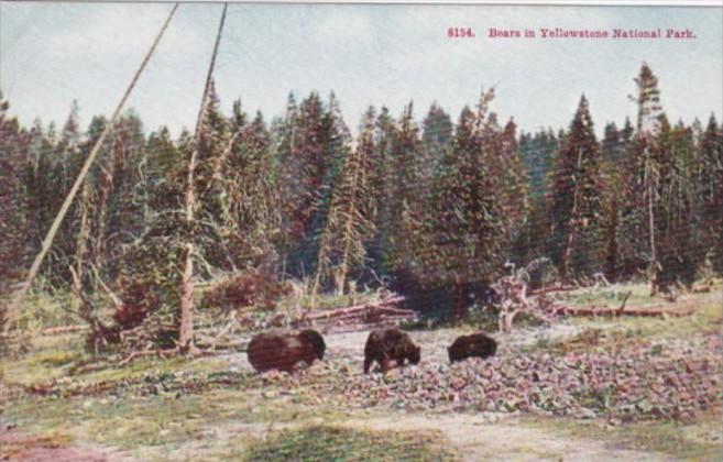 Bears In Yellowstone National Park