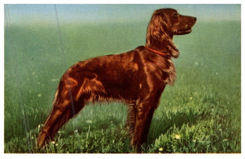 Dog ,  Irish Setter