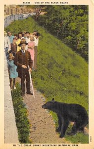 Black Bear Great Smoky Mountains National Park, USA Bear Unused 