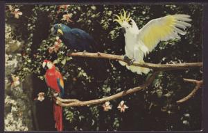 Tropical Birds Postcard