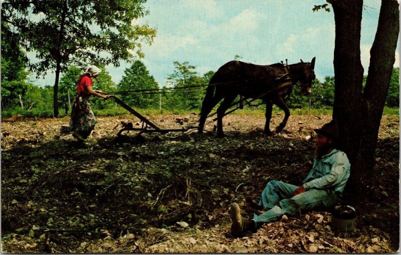 Ozarks Livin Hillbilly Style Donkey Plow Postcard UNP VTG Unused Vintage Chrome 