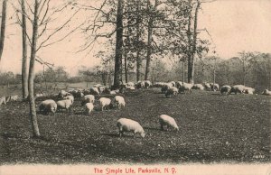Circa 1909 The Simple Life, Parksville, N.Y. Sheep Grazing Postcard ~ Haudenbugh 