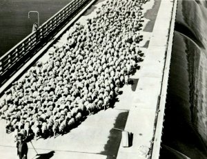 Vintage RPPC Joe Hodgin Sheep Herd Grand Coulee Dam, WA Postcard P87