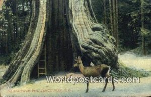 Big Tree, Stanley Park Vancouver British Columbia, Canada 1918 