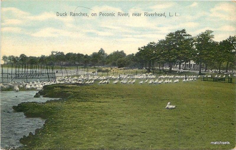 C-1910 Duck Ranches Peconic River Riverhead Long Island New York 1221