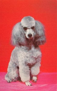 Animal   ADORABLE FRENCH POODLE DOG Silver~Grey   VINTAGE Chrome Postcard