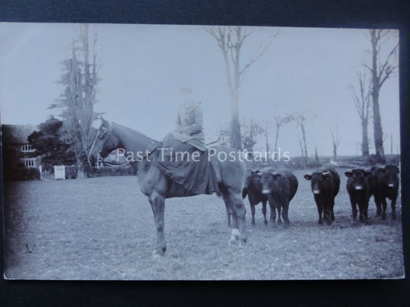 LADY RIDING SIDE SADDLE ON HORSE IN COW FIELD early RP Postcard sent to Tiverton