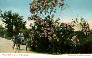 Bermuda - Oleander in Bloom