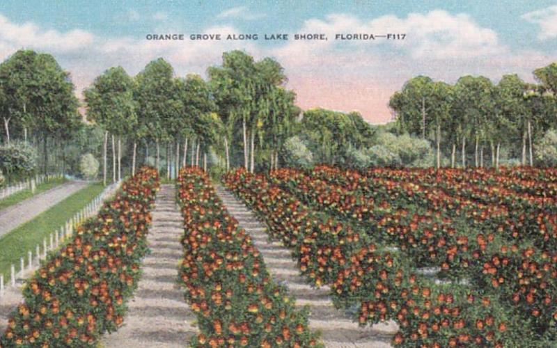 Florida Typical Orange Grove Along A Lake Shore