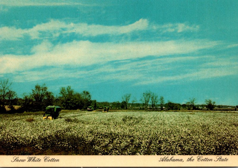 Alabama The Cotton State Showing Snow White Cotton Field