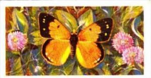 Brooke Bond Tea British Butterflies No 44 Clouded Yellow