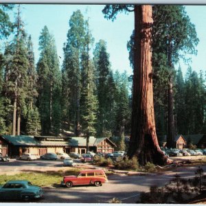 c1950s Sequoia National Park, Cali. Giant Forest Village Station Wagon Cars A227