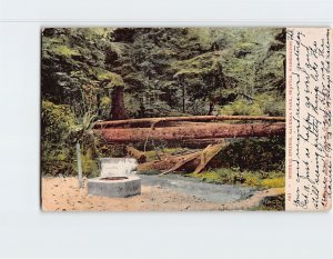 Postcard Mineral Springs Ravenna Park Seattle Washington USA