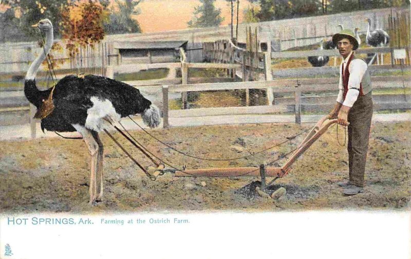 Plowing at Ostrich Farm Hot Springs Arkansas Tuck 1905c postcard