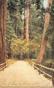 PESCADERO, CA California  BUTANO GROVE  Dirt Road~Trees~Fence  c1910's Postcard