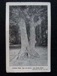 Hampshire New Forest DOUBLE TREE Oak & Beech Rufus Stone Old Postcard by Howards