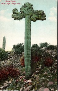 Giant Cactus Antique Postcard UNP Unused DB PNC 