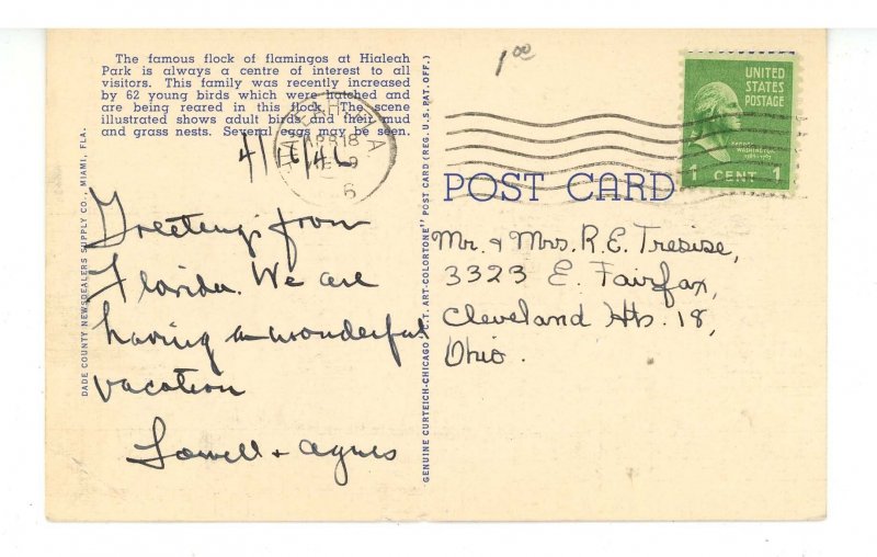 FL - Miami. Hialeah Park, Flamingos & Nests