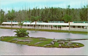 postcard Kissimmee Florida - Owen Godwin's Gatorland - Alligators on island