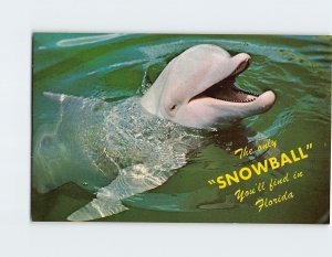 Postcard The only Snowball You'll find in Florida, Miami Seaquarium, Miami, FL