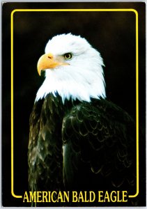 VINTAGE CONTINENTAL SIZE POSTCARD THE MAJESTIC AMERICAN BALD EAGLE BY AL ROGERS