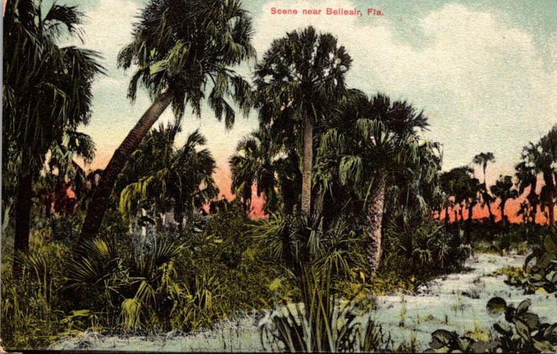 Florida Tropical Scene Near Belleair