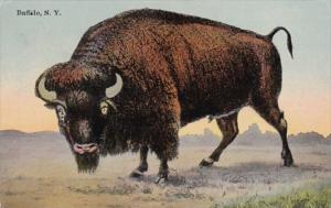 New York Buffalo The Buffalo 1911