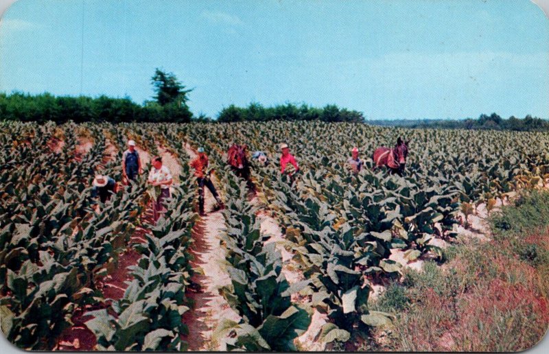 Harvesting Tobacco In Virginia