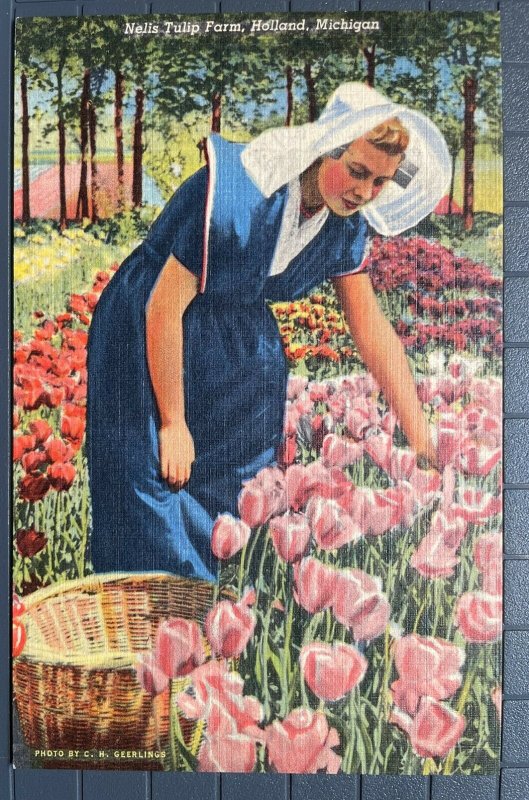 Vintage Postcard 1941 Nelis Tulip Farm, Picking Tulips, Holland Michigan (MI)