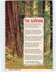 Postcard California Redwoods, California
