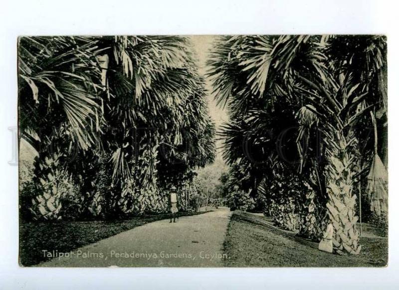 190889 CEYLON Peradeniya Gardens Taliport Palms Vintage RPPC