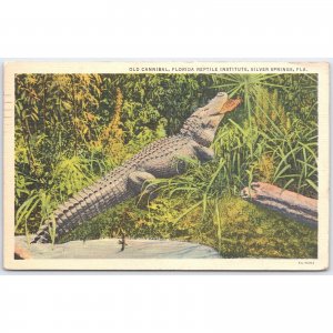 Postcard Old Cannibal Alligator Florida Reptile Institute Silver Springs