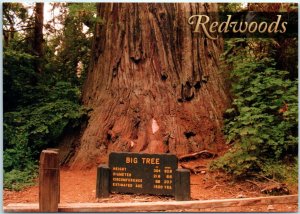Postcard - Big Tree - Prairie Creek Redwoods State Park, California