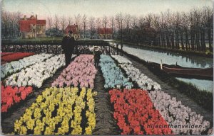 Netherlands Hyacinth Fields Flower Fields Holland Vintage Postcard 09.31