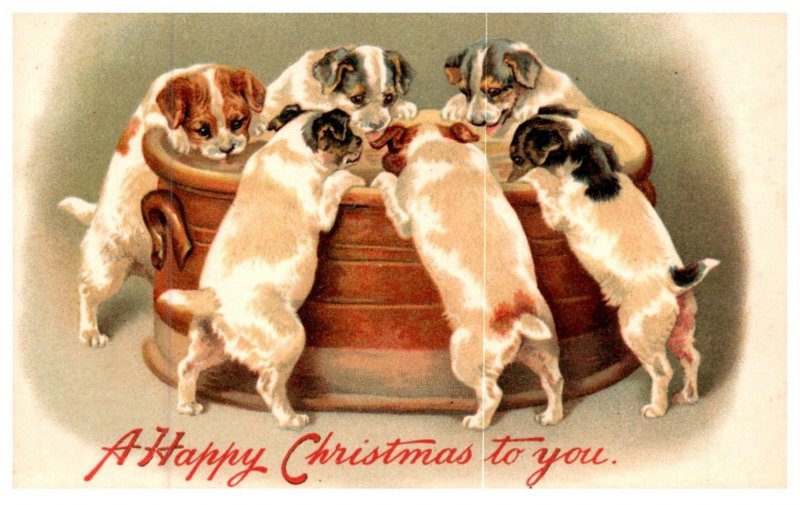 Dogs , Puppies drinking from Tub , Christmas