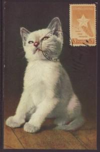 Kitten Postcard 