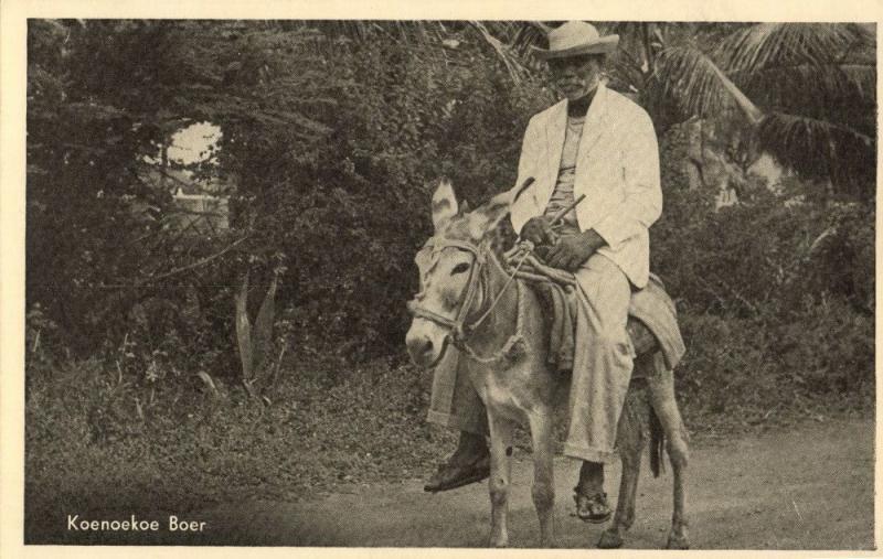 curacao, Koenoekoe Kunuku Farmer on Donkey (1950s) Postcard