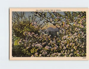 Postcard Apple Blossom Time In Virginia