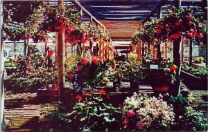 Mattick's Farm Cordova Bay Victoria BC Plant Shop UNUSED Vintage Postcard D97