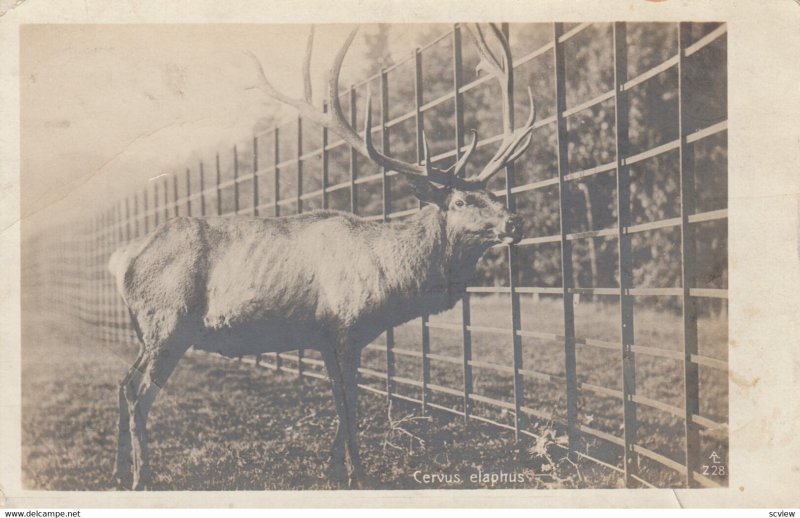 RP: Cervus elaphus , 00-10s